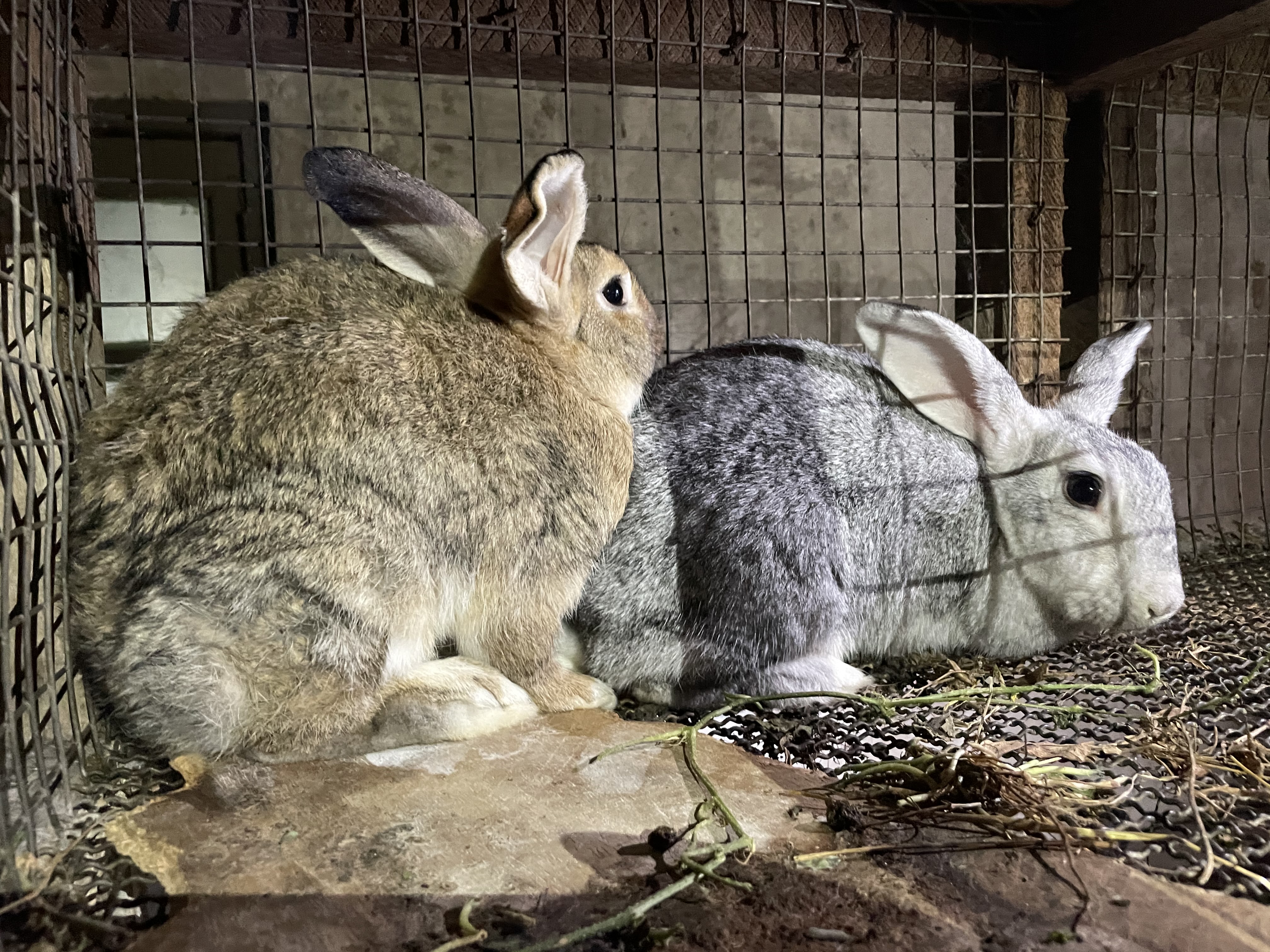 Department of Animal Science